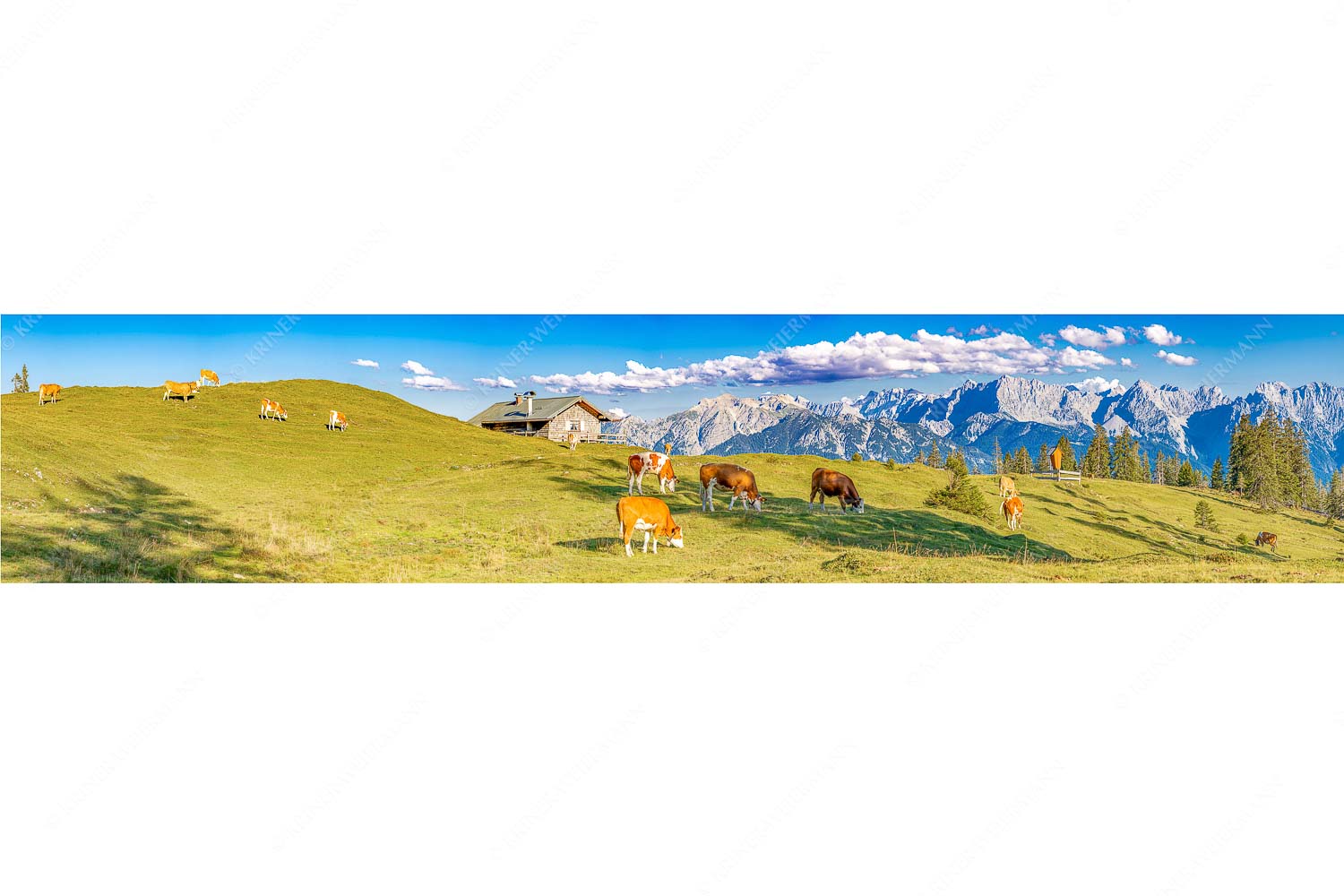 Auf da Krüneralm IV – Seitenverhältnis 5:1 — Junge Kälber im Estergebirge Blick über Krüneralm ins Karwendelgebirge