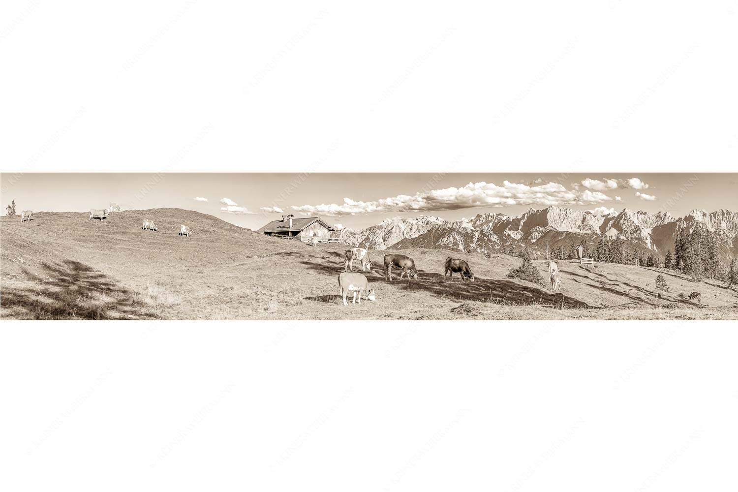 Blick über Krüneralm ins Karwendelgebirge - Auf da Krüneralm IV - Seitenverhältnis 5:1 - Junge Kälber im Estergebirge - weitere Infos unter https://www.kriner-weiermann.de