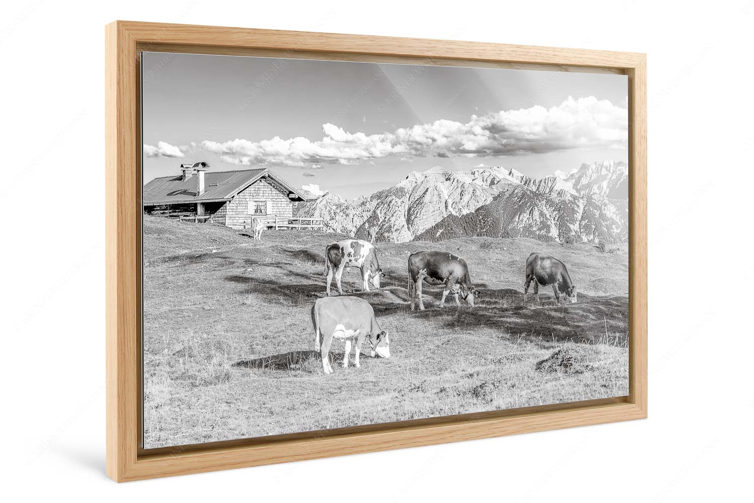 Auf da Krüneralm IV – Foto im Schattenfugen-Rahmen, Seitenverhältnis 3:2 — Junge Kälber im Estergebirge Blick über Krüneralm ins Karwendelgebirge - Auf da Krüneralm IV - Foto im Schattenfugen-Rahmen, Seitenverhältnis 3:2 - Junge Kälber im Estergebirge - weitere Infos unter https://www.kriner-weiermann.de