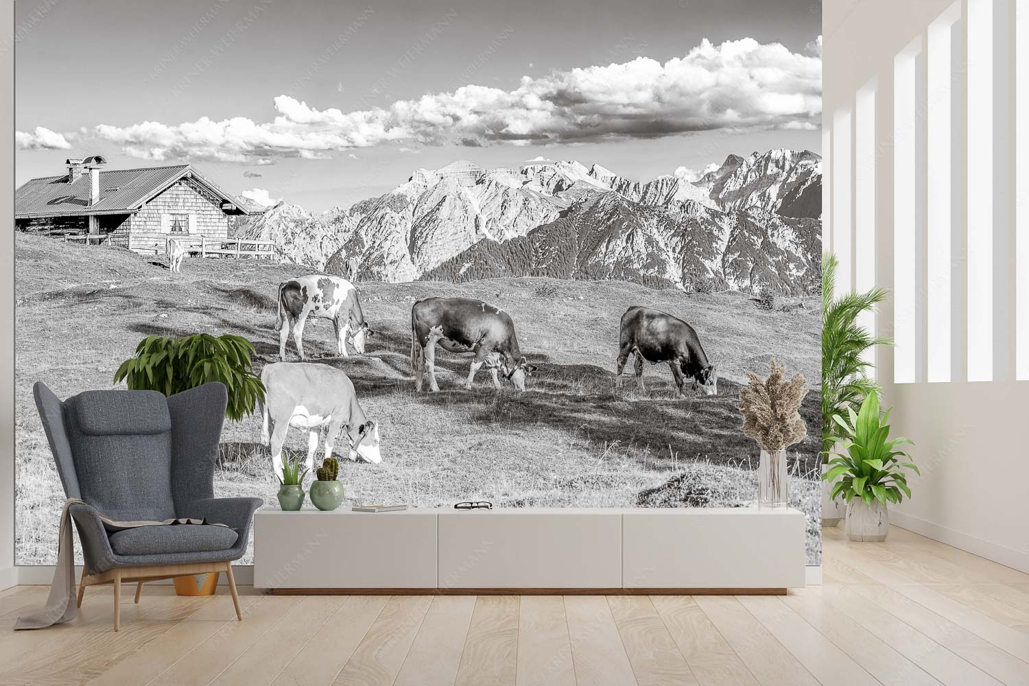 Auf da Krüneralm IV – Fototapete – Größe ca. 300x200cm, Seitenverhältnis 3:2 — Junge Kälber im Estergebirge Blick über Krüneralm ins Karwendelgebirge - Auf da Krüneralm IV - Fototapete - Größe ca. 300x200cm, Seitenverhältnis 3:2 - Junge Kälber im Estergebirge - weitere Infos unter https://www.kriner-weiermann.de