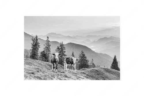 Jungvieh auf der Wallgauer Alm im Estergebirge mit Blick zur Benediktenwand bei Sonnenaufgang - Guten Morgen - Seitenverhältnis 2:3 - Junge Rinder auf der Wallgaueralm - weitere Infos unter https://www.kriner-weiermann.de