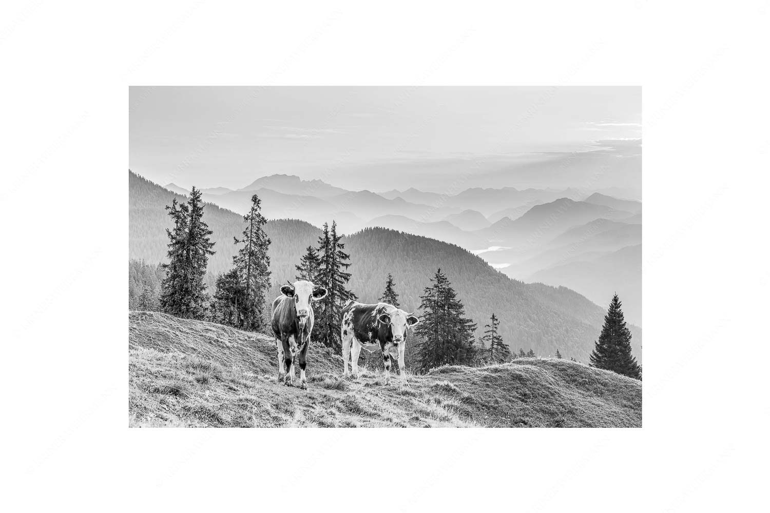 Jungvieh auf der Wallgauer Alm im Estergebirge mit Blick zur Benediktenwand bei Sonnenaufgang - Guten Morgen - Seitenverhältnis 2:3 - Junge Rinder auf der Wallgaueralm - weitere Infos unter https://www.kriner-weiermann.de
