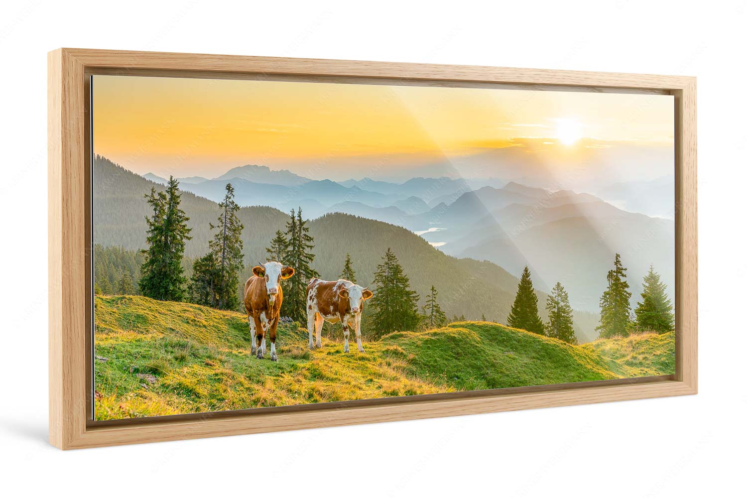 Guten Morgen – Foto im Schattenfugen-Rahmen, Seitenverhältnis 2:1 — Junge Rinder auf der Wallgaueralm Jungvieh auf der Wallgauer Alm im Estergebirge mit Blick zur Benediktenwand bei Sonnenaufgang - Guten Morgen - Foto im Schattenfugen-Rahmen, Seitenverhältnis 2:1 - Junge Rinder auf der Wallgaueralm - weitere Infos unter https://www.kriner-weiermann.de