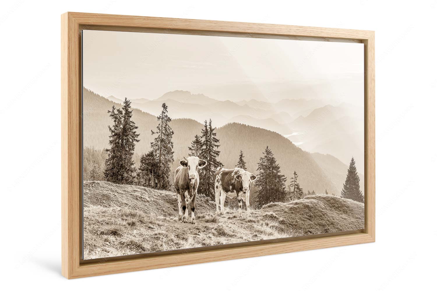 Guten Morgen – Foto im Schattenfugen-Rahmen, Seitenverhältnis 3:2 — Junge Rinder auf der Wallgaueralm Jungvieh auf der Wallgauer Alm im Estergebirge mit Blick zur Benediktenwand bei Sonnenaufgang - Guten Morgen - Foto im Schattenfugen-Rahmen, Seitenverhältnis 3:2 - Junge Rinder auf der Wallgaueralm - weitere Infos unter https://www.kriner-weiermann.de