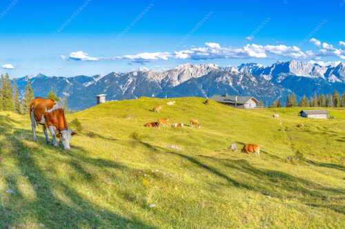 Blick über Krüneralm ins Karwendelgebirge - Auf da Krüneralm - Seitenverhältnis 3:2 - Kühe auf der Alm im Estergebirge - weitere Infos unter https://www.kriner-weiermann.de