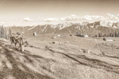 Blick über Krüneralm ins Karwendelgebirge - Auf da Krüneralm - Seitenverhältnis 3:2 - Kühe auf der Alm im Estergebirge - weitere Infos unter https://www.kriner-weiermann.de