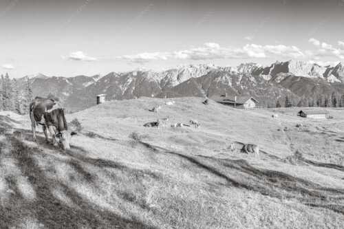 Blick über Krüneralm ins Karwendelgebirge - Auf da Krüneralm - Seitenverhältnis 3:2 - Kühe auf der Alm im Estergebirge - weitere Infos unter https://www.kriner-weiermann.de