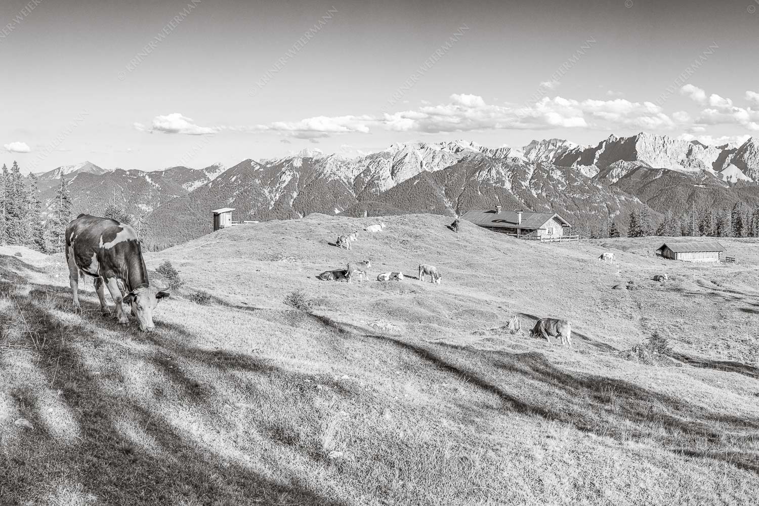 Auf da Krüneralm – Seitenverhältnis 3:2 — Kühe auf der Alm im Estergebirge Blick über Krüneralm ins Karwendelgebirge