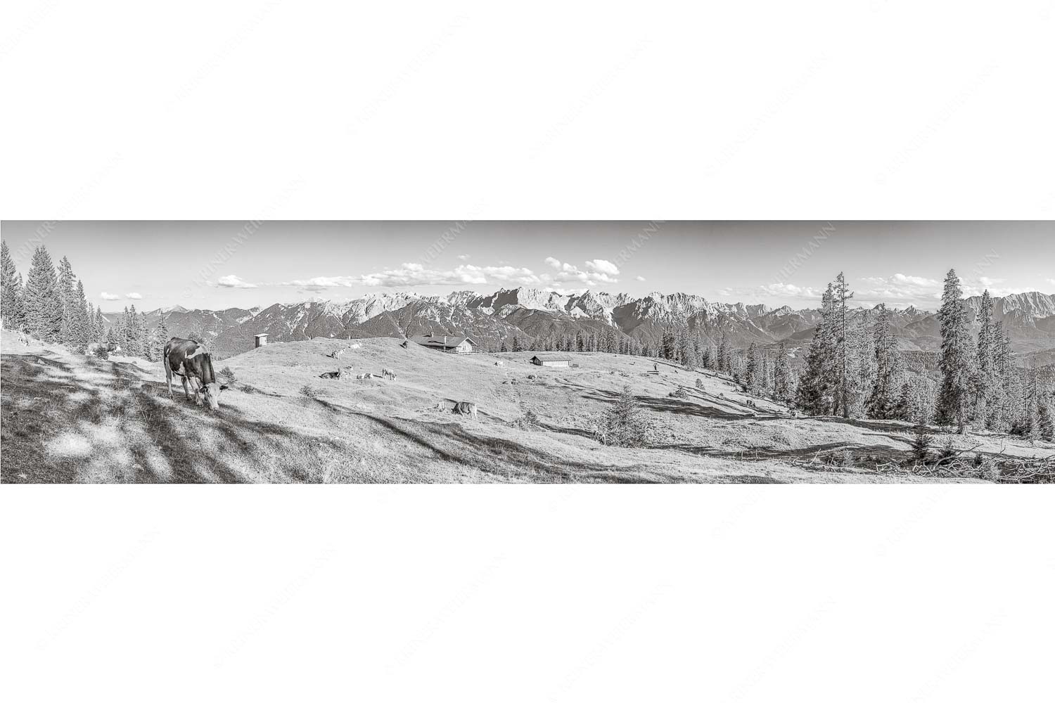 Blick über Krüneralm ins Karwendelgebirge - Auf da Krüneralm - Seitenverhältnis 4:1 - Kühe auf der Alm im Estergebirge - weitere Infos unter https://www.kriner-weiermann.de