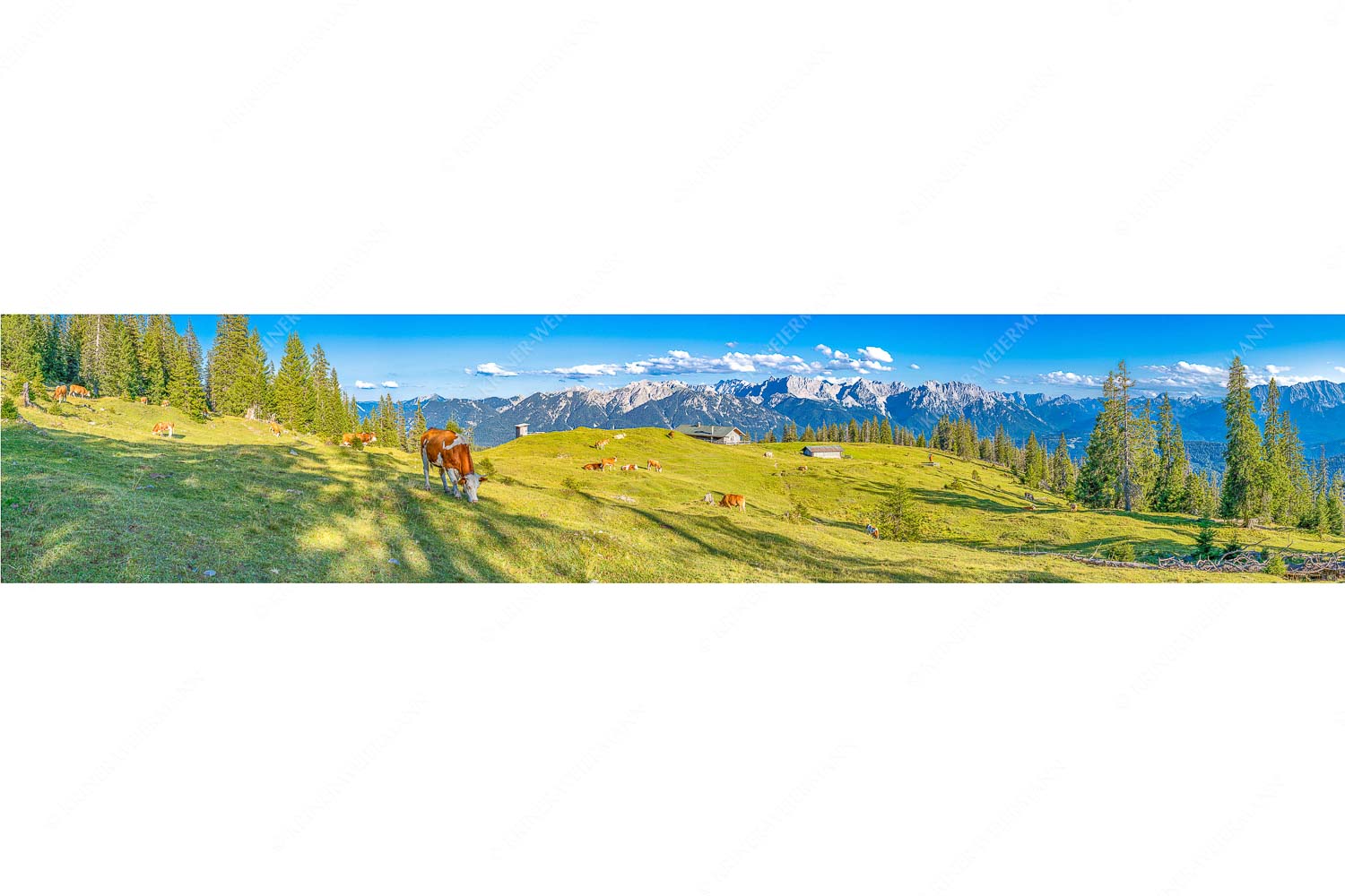 Auf da Krüneralm – Seitenverhältnis 5:1 — Kühe auf der Alm im Estergebirge Blick über Krüneralm ins Karwendelgebirge