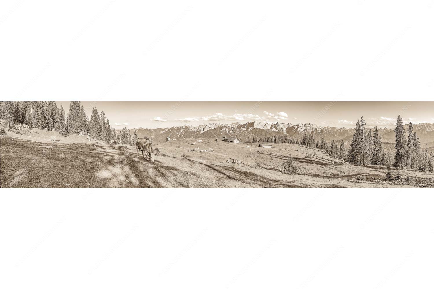 Blick über Krüneralm ins Karwendelgebirge - Auf da Krüneralm - Seitenverhältnis 5:1 - Kühe auf der Alm im Estergebirge - weitere Infos unter https://www.kriner-weiermann.de