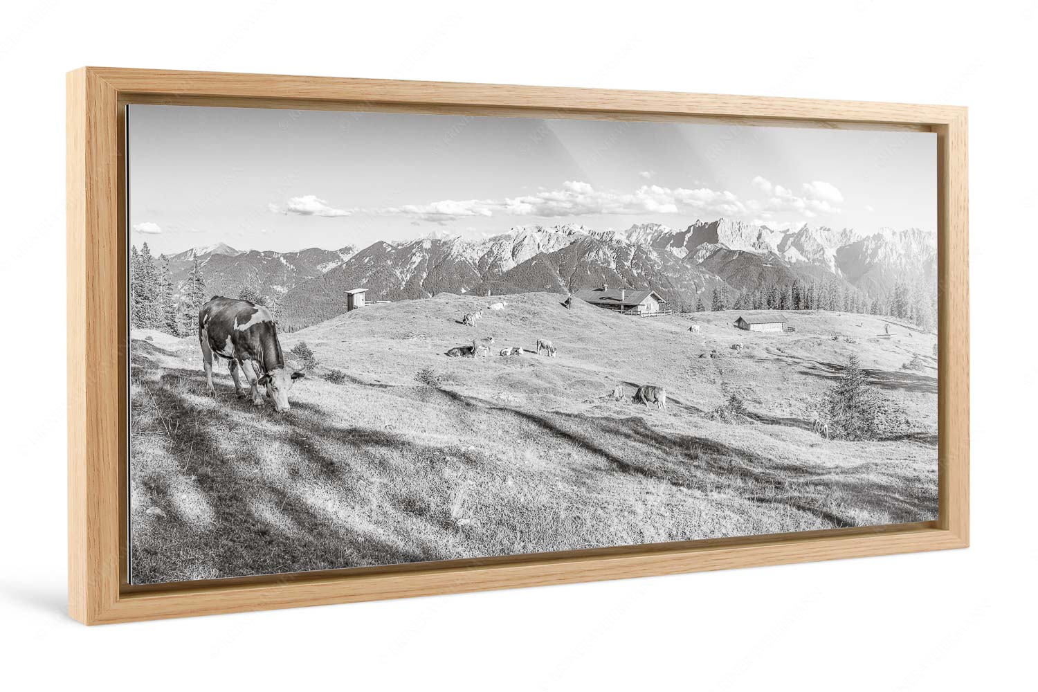 Auf da Krüneralm – Foto im Schattenfugen-Rahmen, Seitenverhältnis 2:1 — Kühe auf der Alm im Estergebirge Blick über Krüneralm ins Karwendelgebirge - Auf da Krüneralm - Foto im Schattenfugen-Rahmen, Seitenverhältnis 2:1 - Kühe auf der Alm im Estergebirge - weitere Infos unter https://www.kriner-weiermann.de