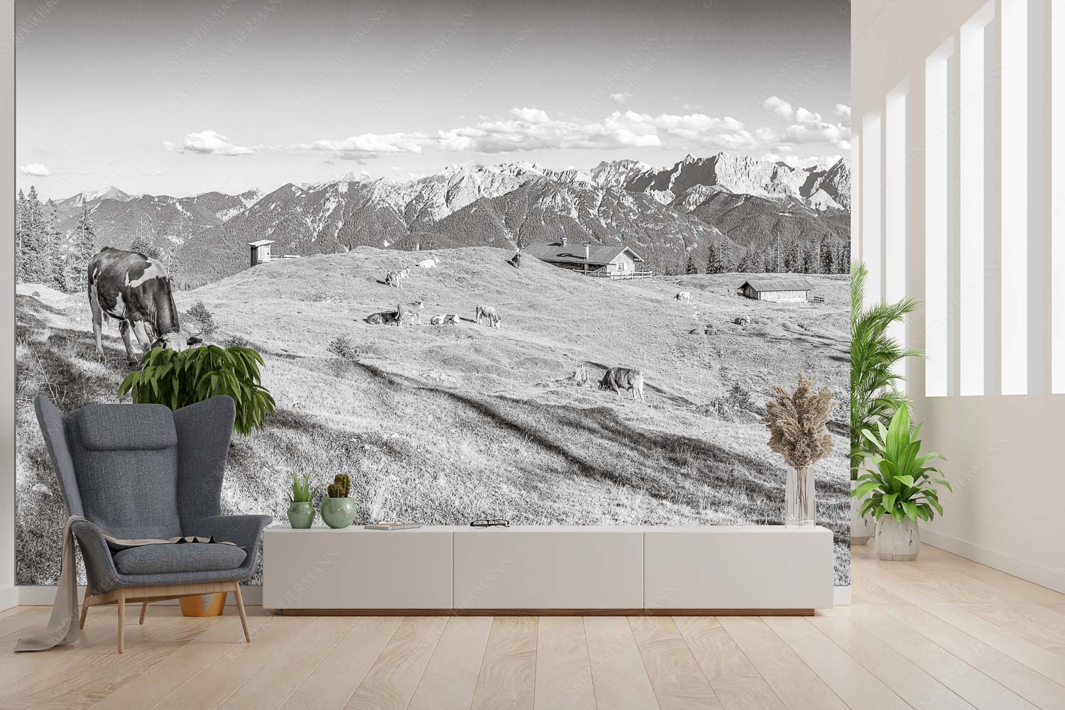 Auf da Krüneralm – Fototapete – Größe ca. 300x200cm, Seitenverhältnis 3:2 — Kühe auf der Alm im Estergebirge Blick über Krüneralm ins Karwendelgebirge - Auf da Krüneralm - Fototapete - Größe ca. 300x200cm, Seitenverhältnis 3:2 - Kühe auf der Alm im Estergebirge - weitere Infos unter https://www.kriner-weiermann.de
