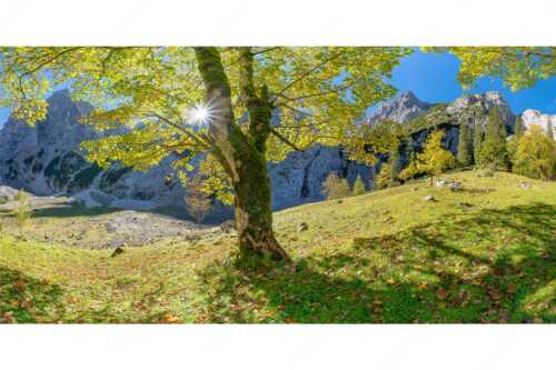 Herbstlicher Bergahorn im Oberreintal im Wettersteingebirge - Durchgeblitzt - Seitenverhältnis 2:1 - Bergahorn im Oberreintal - weitere Infos unter https://www.kriner-weiermann.de
