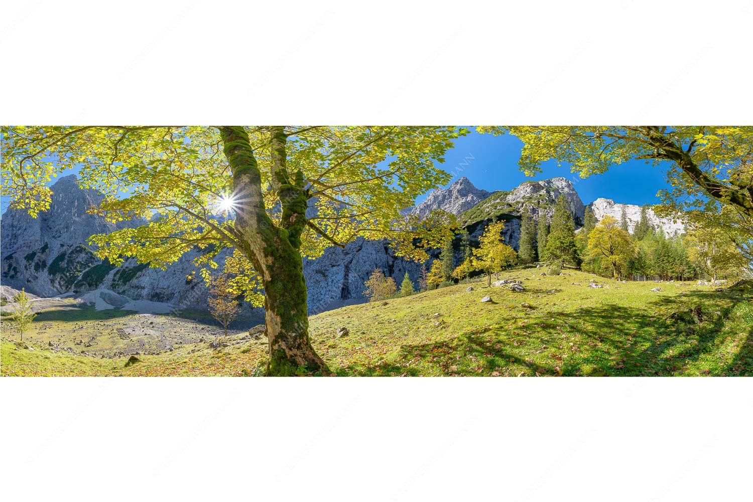 Durchgeblitzt – Seitenverhältnis 3:1 — Bergahorn im Oberreintal Herbstlicher Bergahorn im Oberreintal im Wettersteingebirge