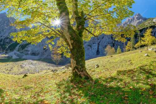 Herbstlicher Bergahorn im Oberreintal im Wettersteingebirge - Durchgeblitzt - Seitenverhältnis 3:2 - Bergahorn im Oberreintal - weitere Infos unter https://www.kriner-weiermann.de