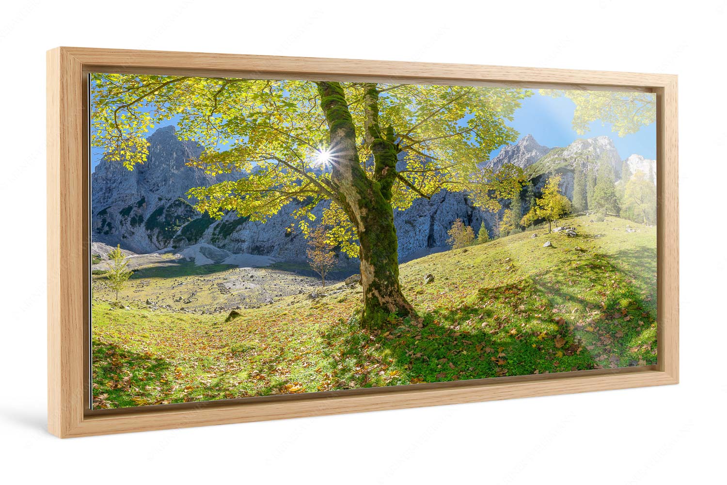Durchgeblitzt – Foto im Schattenfugen-Rahmen, Seitenverhältnis 2:1 — Bergahorn im Oberreintal Herbstlicher Bergahorn im Oberreintal im Wettersteingebirge - Durchgeblitzt - Foto im Schattenfugen-Rahmen, Seitenverhältnis 2:1 - Bergahorn im Oberreintal - weitere Infos unter https://www.kriner-weiermann.de