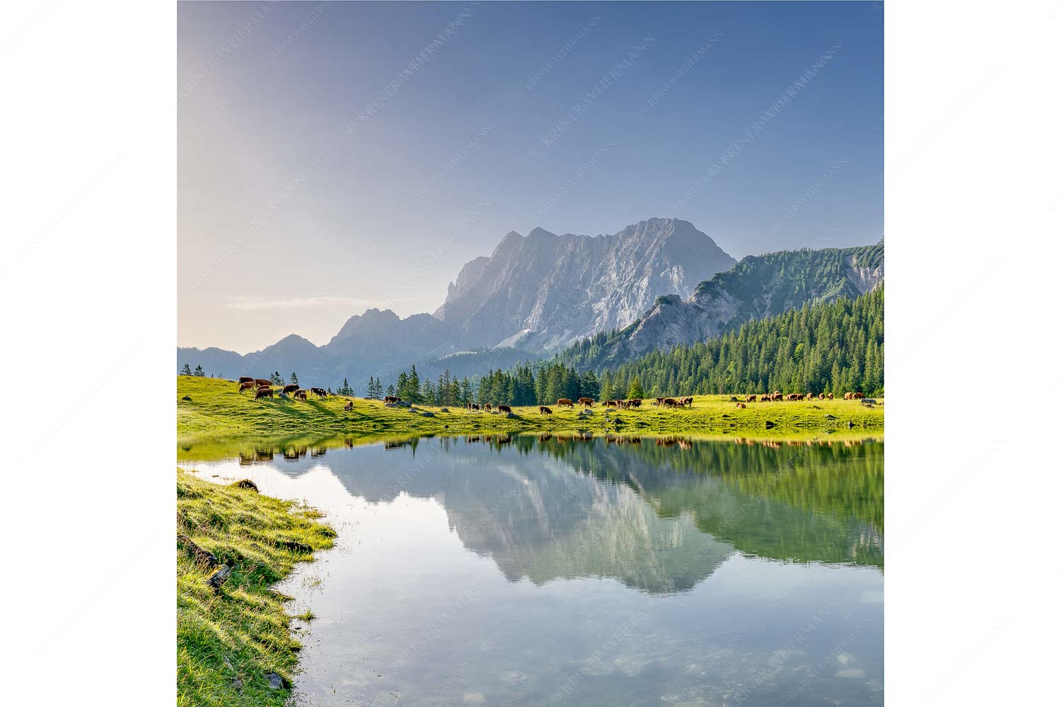 Almsommer auf der Fereineralm im Karwendelgebirge
