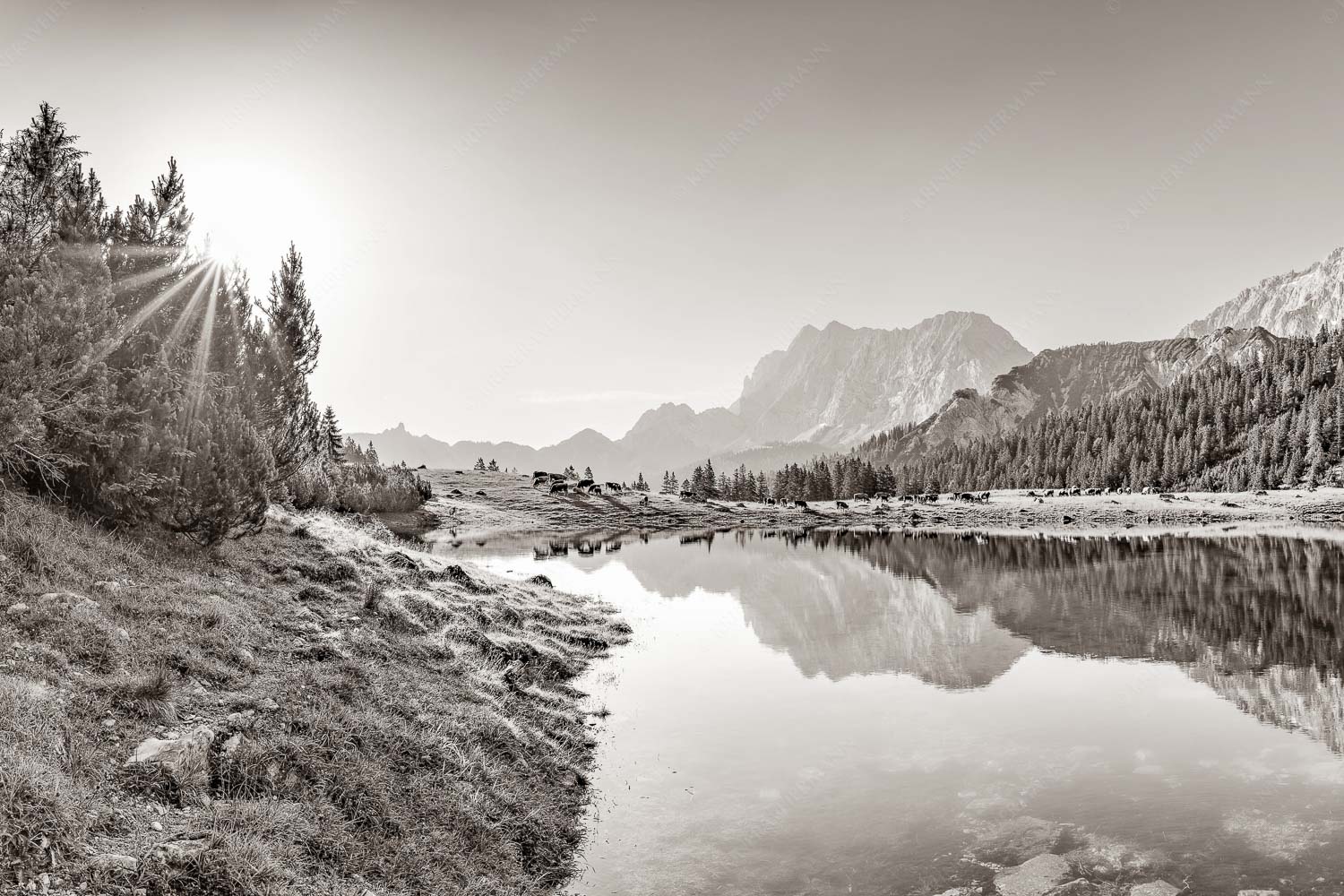 Almsommer auf der Fereineralm im Karwendelgebirge