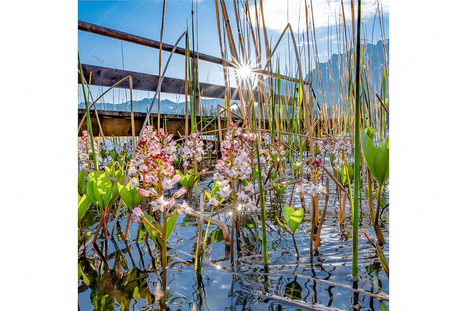 Taufrisch – Seitenverhältnis 1:1 — Lautersee mit Karwendel Im Frühling blüht der Vieberklee entlang der Ufer des Lautersees