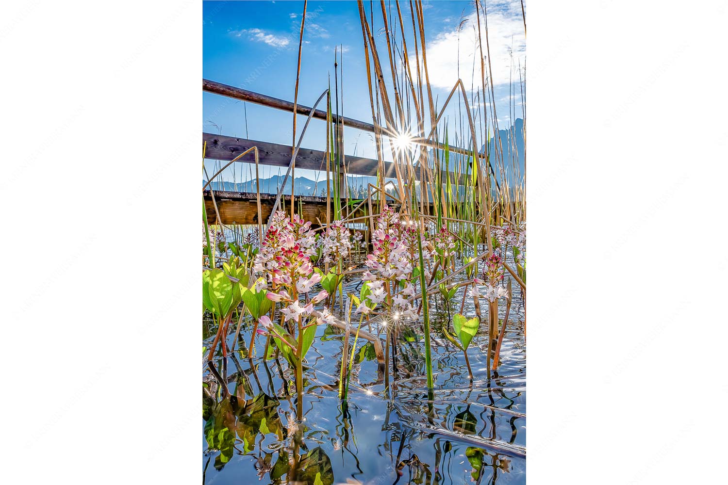 Taufrisch – Seitenverhältnis 2:3 — Lautersee mit Karwendel Im Frühling blüht der Vieberklee entlang der Ufer des Lautersees