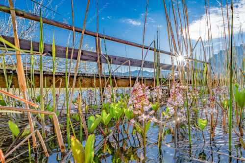 Im Frühling blüht der Vieberklee entlang der Ufer des Lautersees - Taufrisch - Seitenverhältnis 3:2 - Lautersee mit Karwendel - weitere Infos unter https://www.kriner-weiermann.de