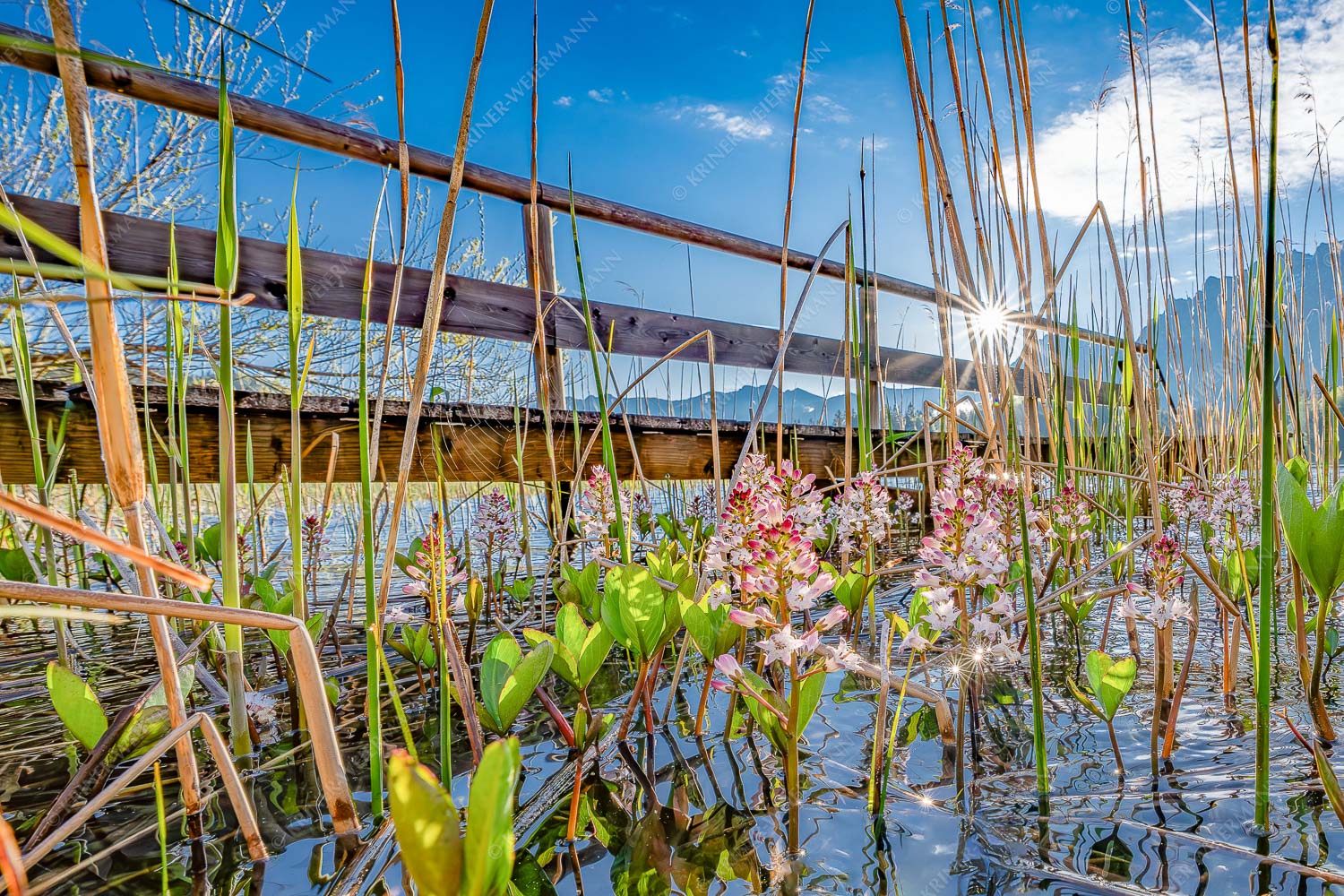 Im Frühling blüht der Vieberklee entlang der Ufer des Lautersees - Taufrisch - Seitenverhältnis 3:2 - Lautersee mit Karwendel - weitere Infos unter https://www.kriner-weiermann.de