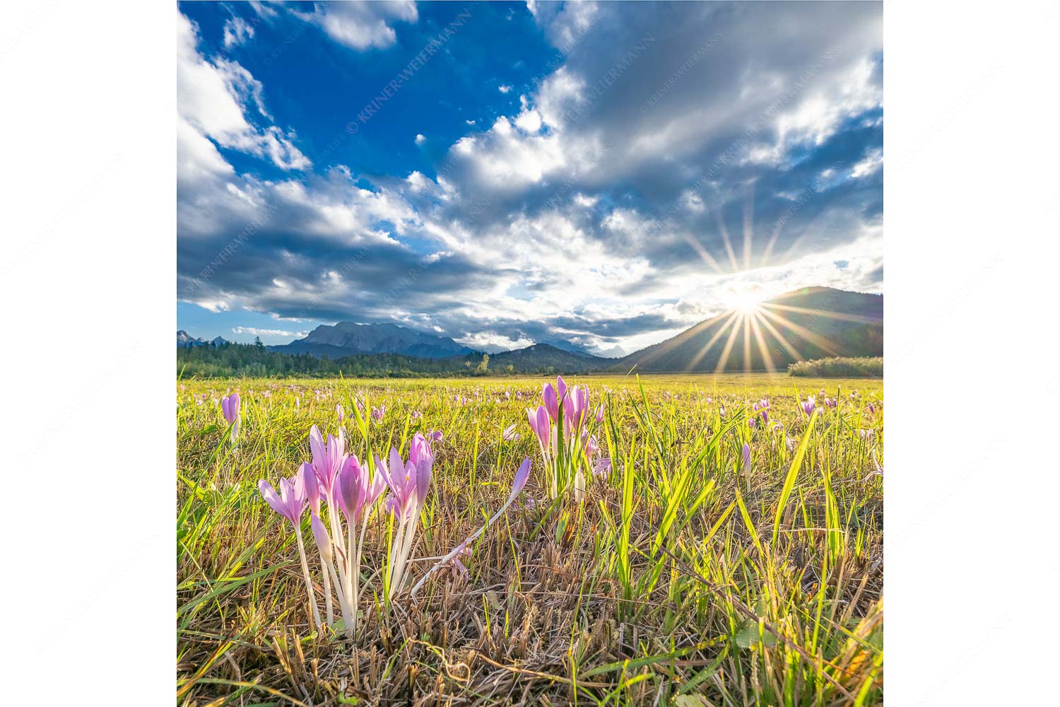 Herbstelfen – Seitenverhältnis 1:1 — Barmsee Sonnenuntergang Prachtvoll zeigen sich die Herbstzeitlosen im Moor beim Barmsee