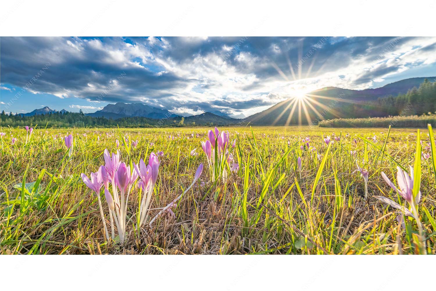 Herbstelfen – Seitenverhältnis 2:1 — Barmsee Sonnenuntergang Prachtvoll zeigen sich die Herbstzeitlosen im Moor beim Barmsee