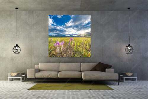 Prachtvoll zeigen sich die Herbstzeitlosen im Moor beim Barmsee - Herbstelfen - Wandbild - Größe ca. 160x160cm, Seitenverhältnis 1:1 - Barmsee Sonnenuntergang - weitere Infos unter https://www.kriner-weiermann.de
