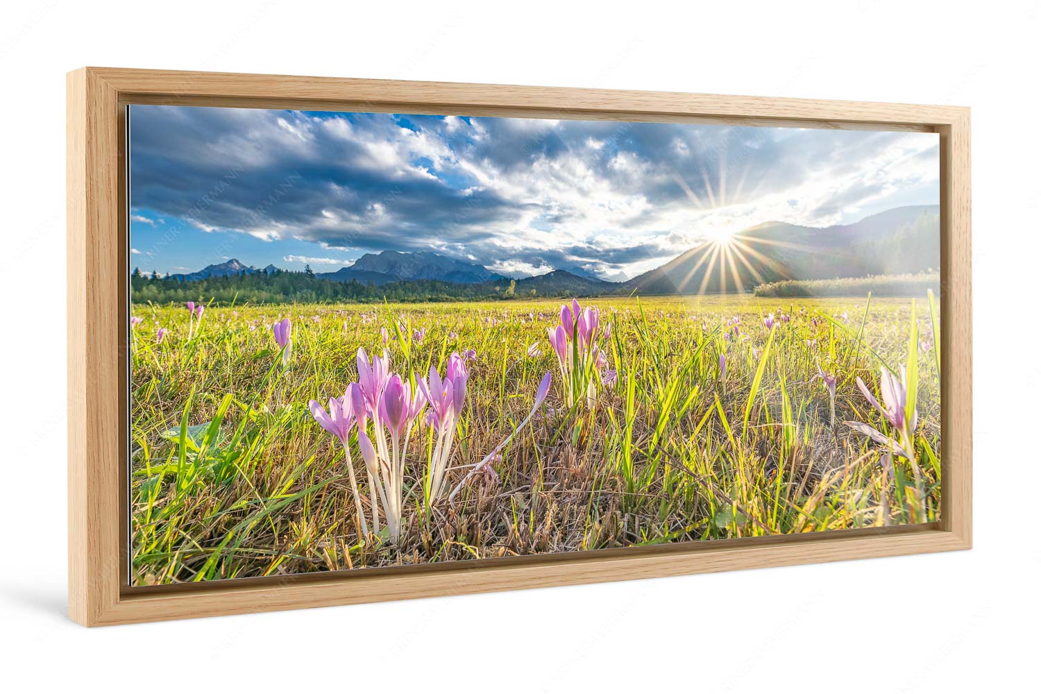 Herbstelfen – Foto im Schattenfugen-Rahmen, Seitenverhältnis 2:1 — Barmsee Sonnenuntergang Prachtvoll zeigen sich die Herbstzeitlosen im Moor beim Barmsee - Herbstelfen - Foto im Schattenfugen-Rahmen, Seitenverhältnis 2:1 - Barmsee Sonnenuntergang - weitere Infos unter https://www.kriner-weiermann.de