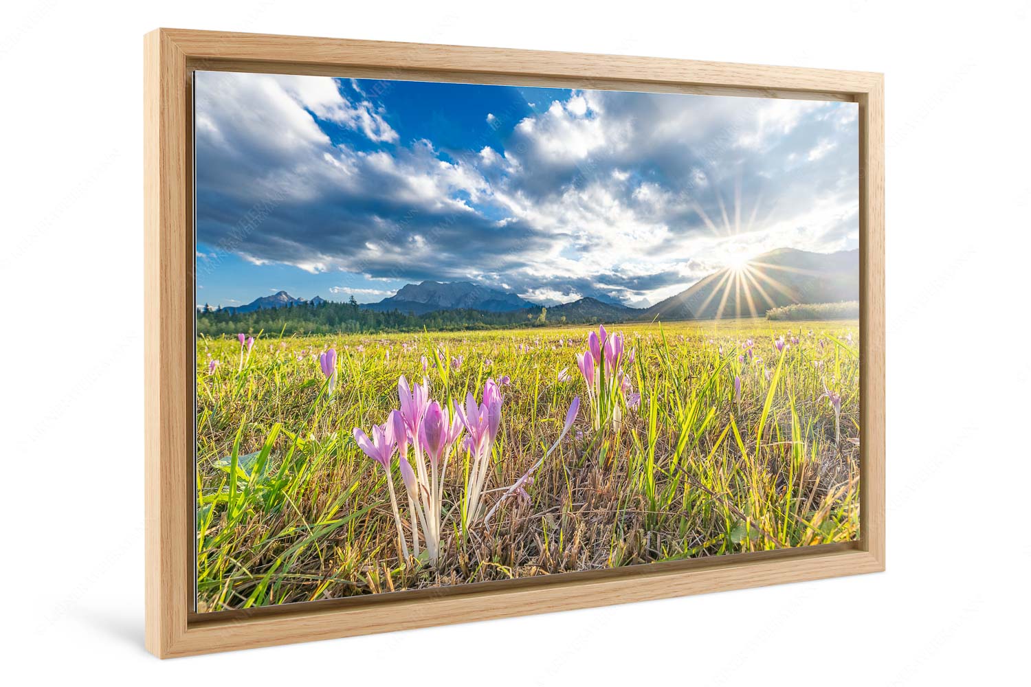 Herbstelfen – Foto im Schattenfugen-Rahmen, Seitenverhältnis 3:2 — Barmsee Sonnenuntergang Prachtvoll zeigen sich die Herbstzeitlosen im Moor beim Barmsee - Herbstelfen - Foto im Schattenfugen-Rahmen, Seitenverhältnis 3:2 - Barmsee Sonnenuntergang - weitere Infos unter https://www.kriner-weiermann.de